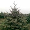 picea (21)